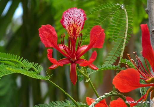 11-10-31-grandbaie-flammenbaum-201