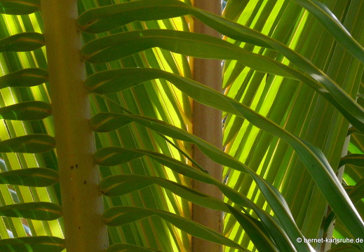 11-11-03-heliconiahaus-74