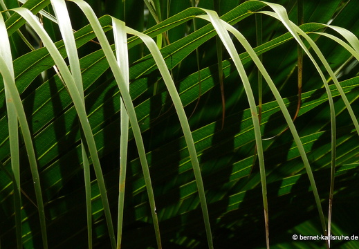 11-11-04-pamplemousses-112