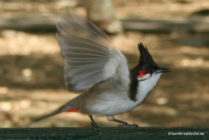11-11-04-pamplemousses-bulbul-138.JPG