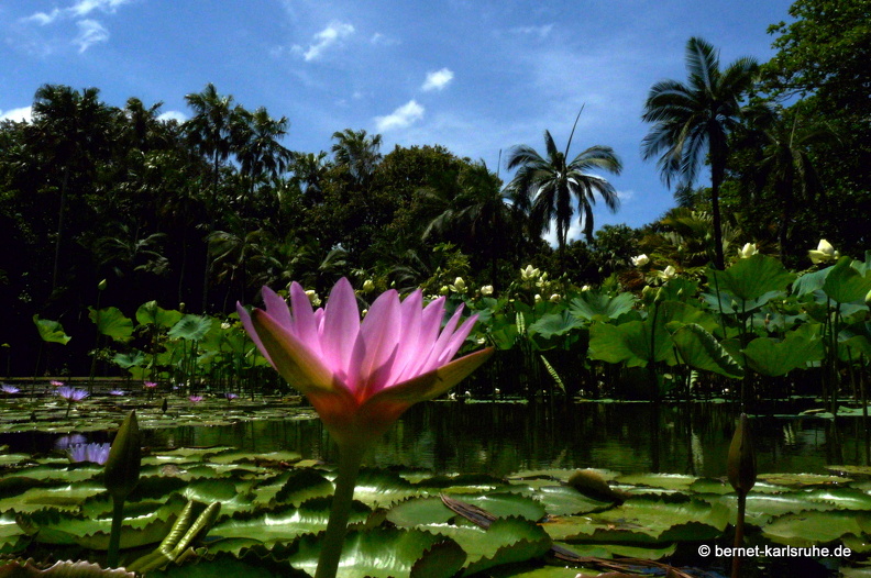 11-11-04-pamplemousses-seerose-197.JPG