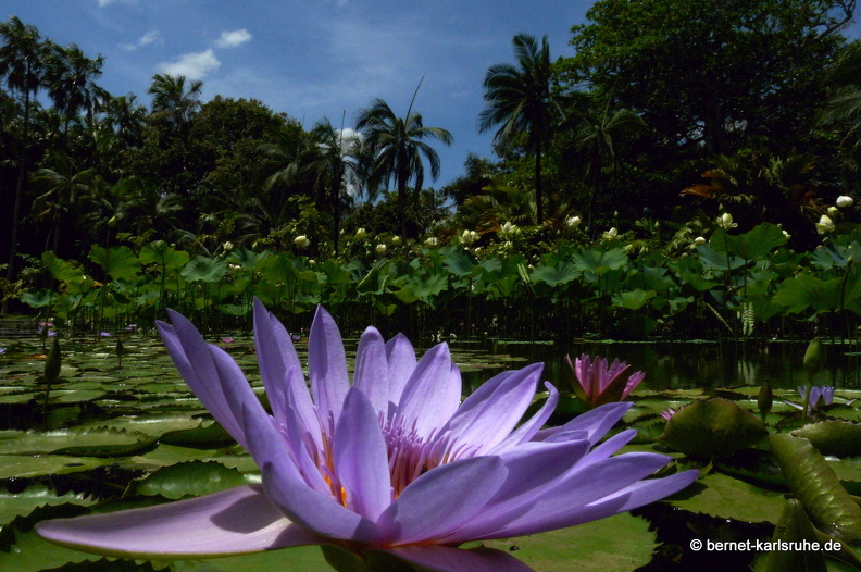11-11-04-pamplemousses-seerose-200.JPG