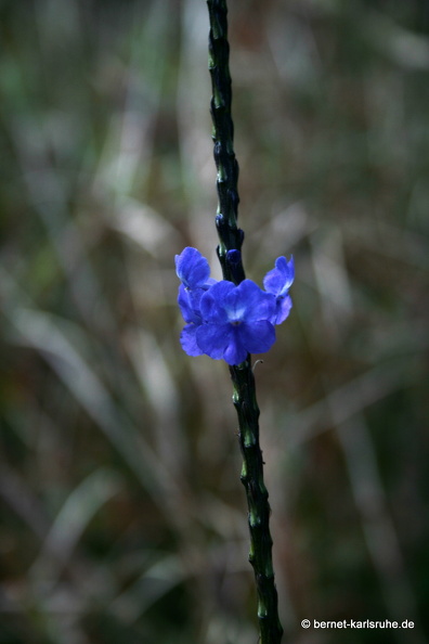 11-11-09-naturetrails-175.JPG
