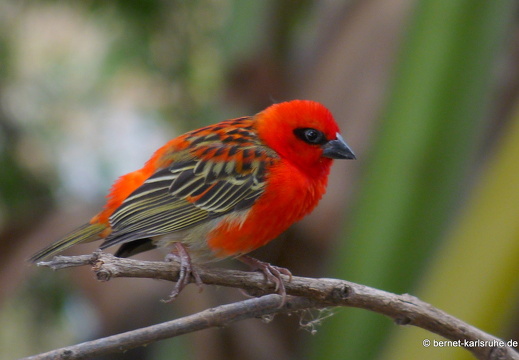 11-11-10-flicenflac-kardinal-209