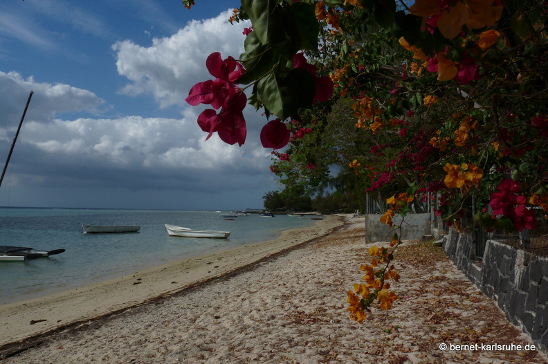 11-11-11-tamarin-128.JPG
