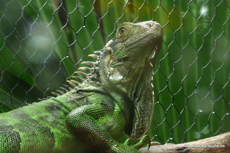 11-11-14-suedtour-vanille-crocodile-park-echse-145.JPG