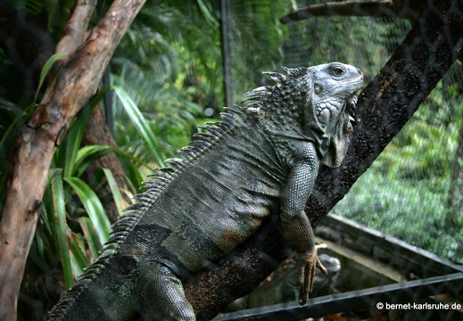 11-11-14-suedtour-vanille-crocodile-park-echse-150