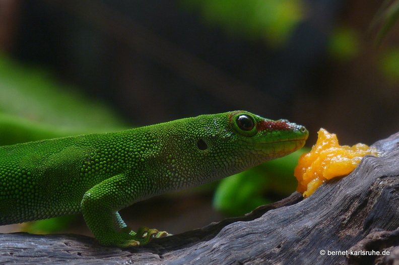 11-11-14-suedtour-vanille-crocodile-park-gecko-249.JPG