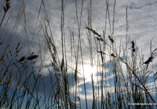 11-06-14-hohenwettersbach-21