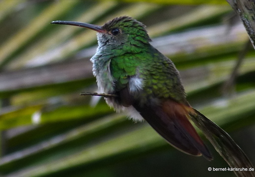 12-11-15-orosilodge-kolibri-111