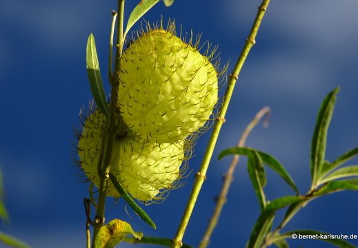 12-11-16-orosi-sonnenaufgang-274