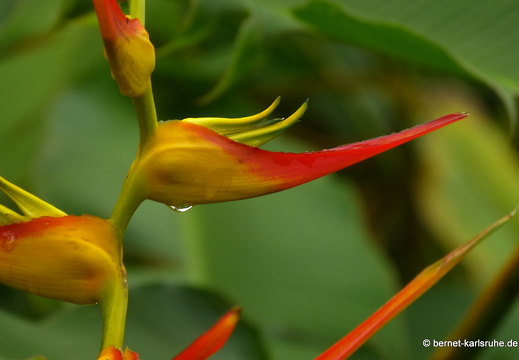 12-11-17-lankester-551