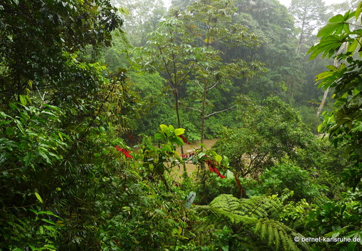 12-11-20-tirimbina-ceiba-tour-149