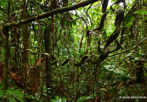 12-11-20-tirimbina-ceiba-tour-157