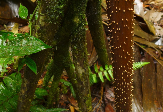 12-11-20-tirimbina-ceiba-tour-171