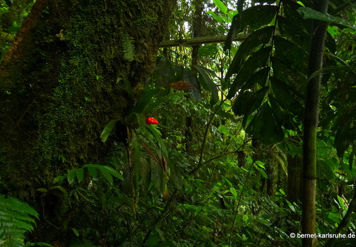 La Fortuna - Eco Arenal