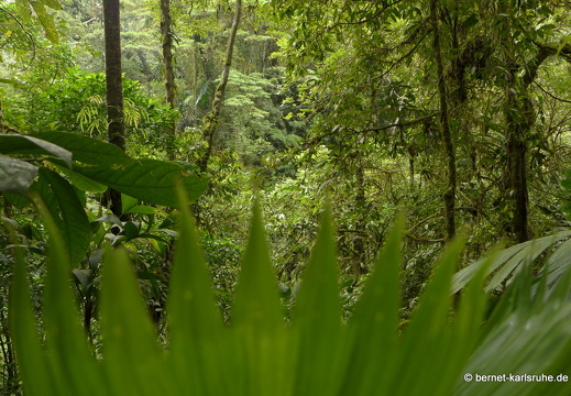 12-11-25-arenal-hangingbridges-326