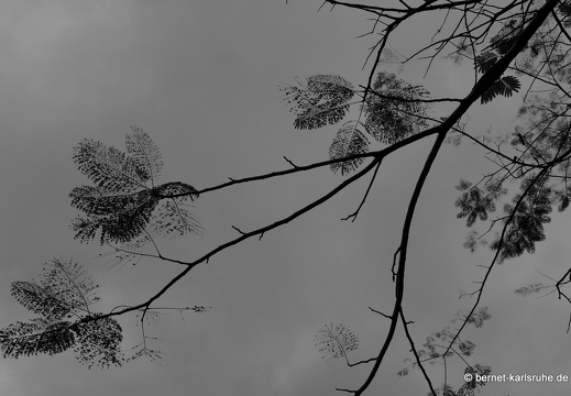 12-11-25-ecoarenal-230