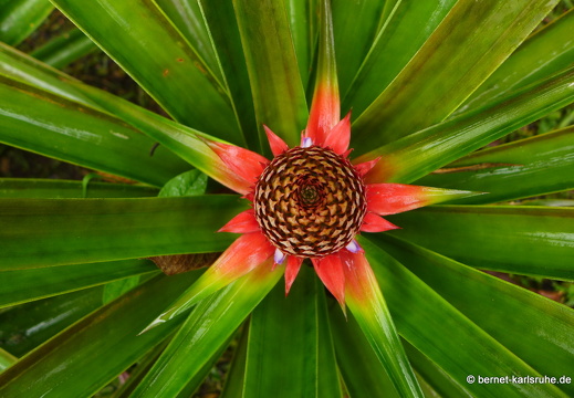 12-11-26-ecoarenal-003