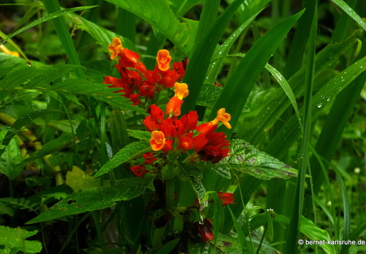 12-11-26-ecoarenal-015