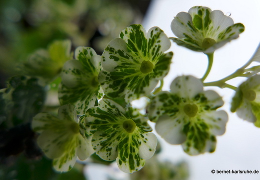 12-11-26-ecoarenal-019