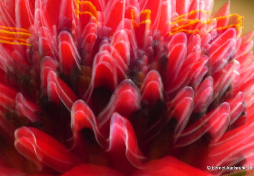 12-11-26-ecoarenal-034