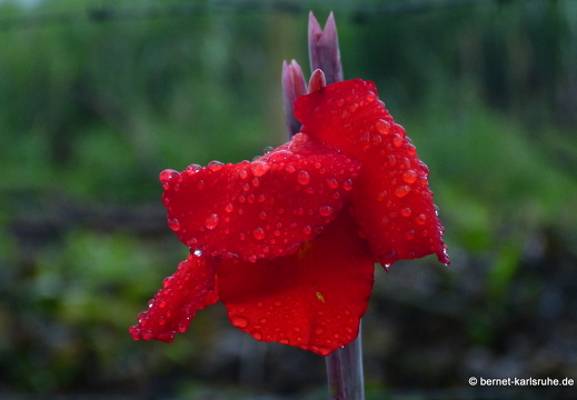 12-11-26-ecoarenal-059