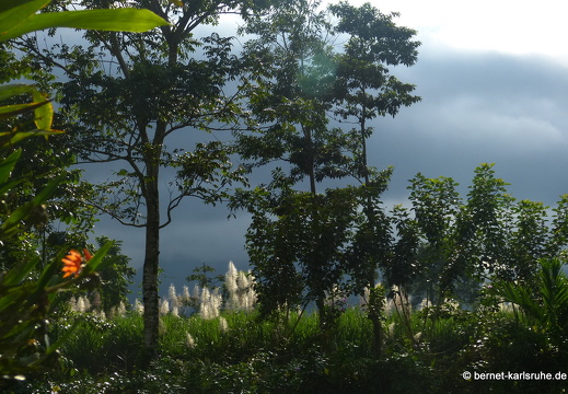 12-11-26-ecoarenal-477