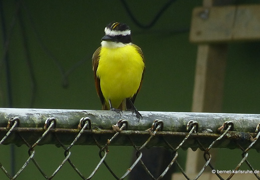 12-11-26-fortuna-076