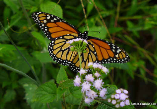 12-11-26-fortuna-390