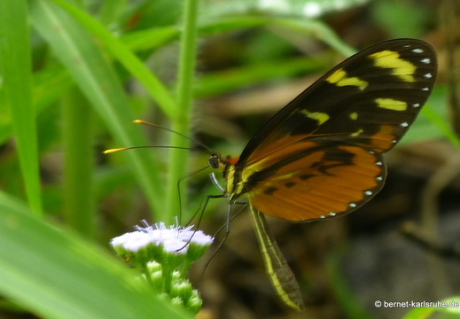 12-11-26-fortuna-392