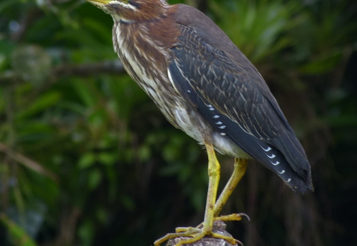 12-11-26-fortuna-436