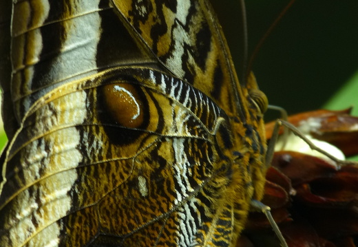 12-11-26-fortuna-schmetterlingsgarten-116