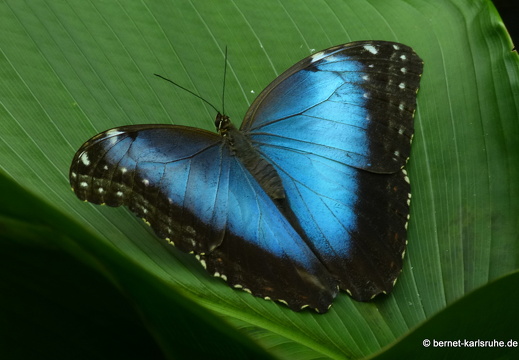 12-11-26-fortuna-schmetterlingsgarten-121