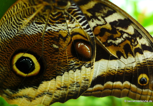 12-11-26-fortuna-schmetterlingsgarten-126