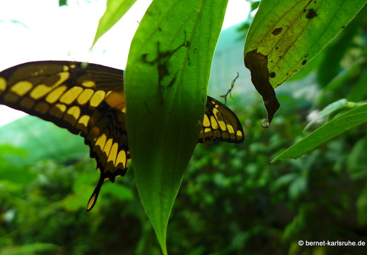 12-11-26-fortuna-schmetterlingsgarten-127