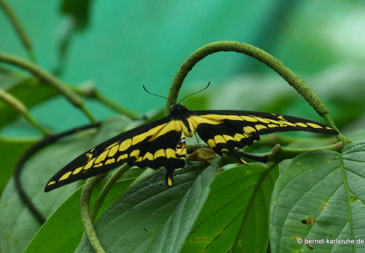 12-11-26-fortuna-schmetterlingsgarten-128