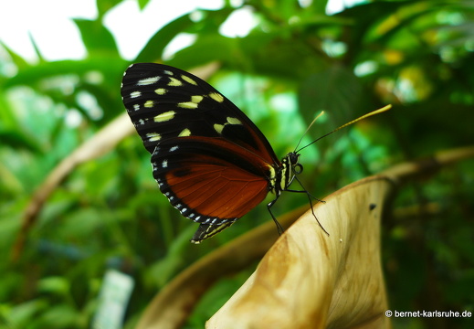 12-11-26-fortuna-schmetterlingsgarten-134
