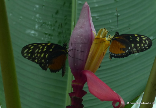 12-11-26-fortuna-schmetterlingsgarten-138