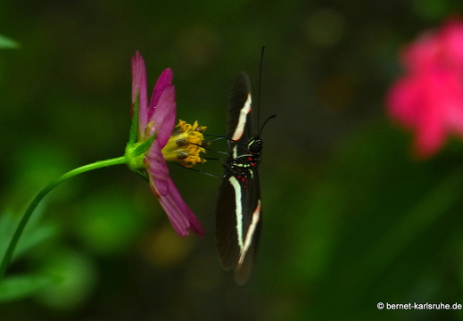 12-11-26-fortuna-schmetterlingsgarten-142