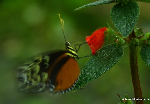 12-11-26-fortuna-schmetterlingsgarten-151