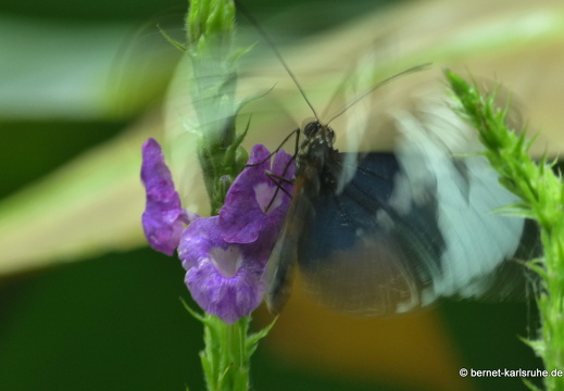 12-11-26-fortuna-schmetterlingsgarten-154