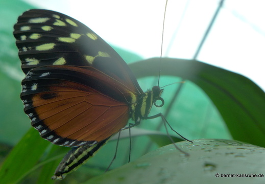 12-11-26-fortuna-schmetterlingsgarten-155