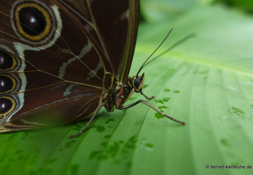 12-11-26-fortuna-schmetterlingsgarten-159