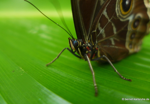 12-11-26-fortuna-schmetterlingsgarten-162