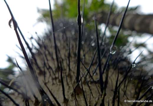 12-11-27-ecoarenal-013