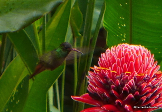 12-11-27-ecoarenal-032