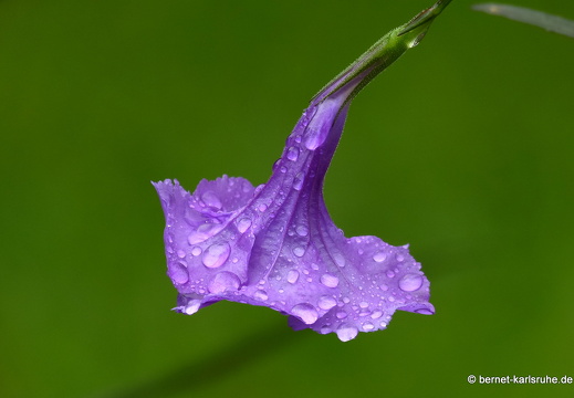 12-11-27-ecoarenal-051