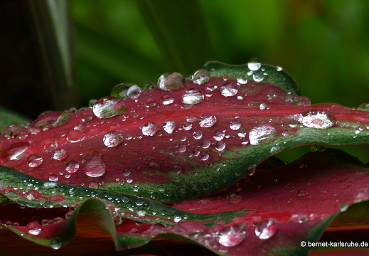 12-11-27-ecoarenal-066