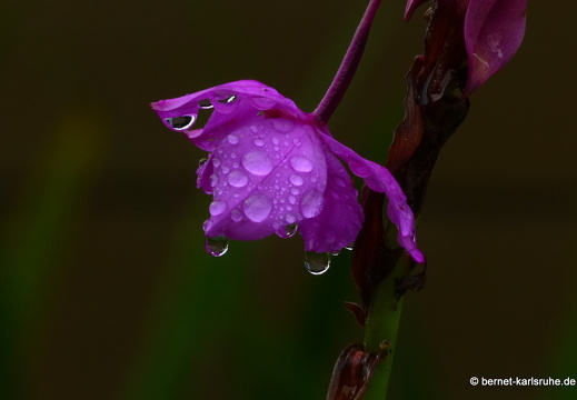 12-11-27-ecoarenal-073